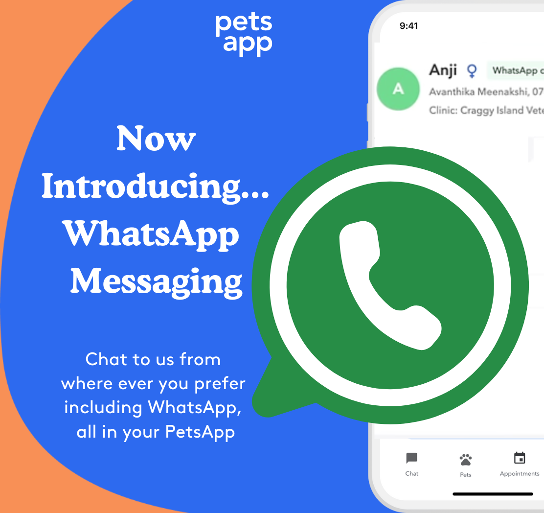 WhatsApp📲